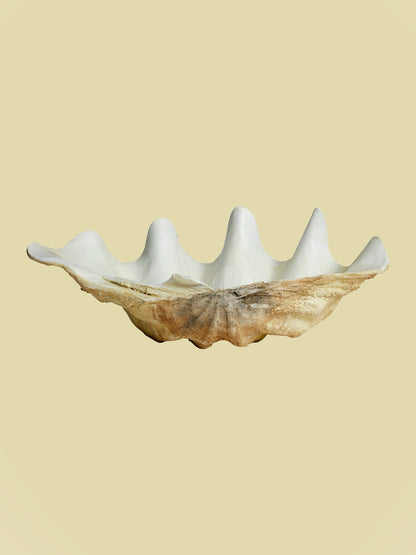 Bientôt Clam Shell 52cm